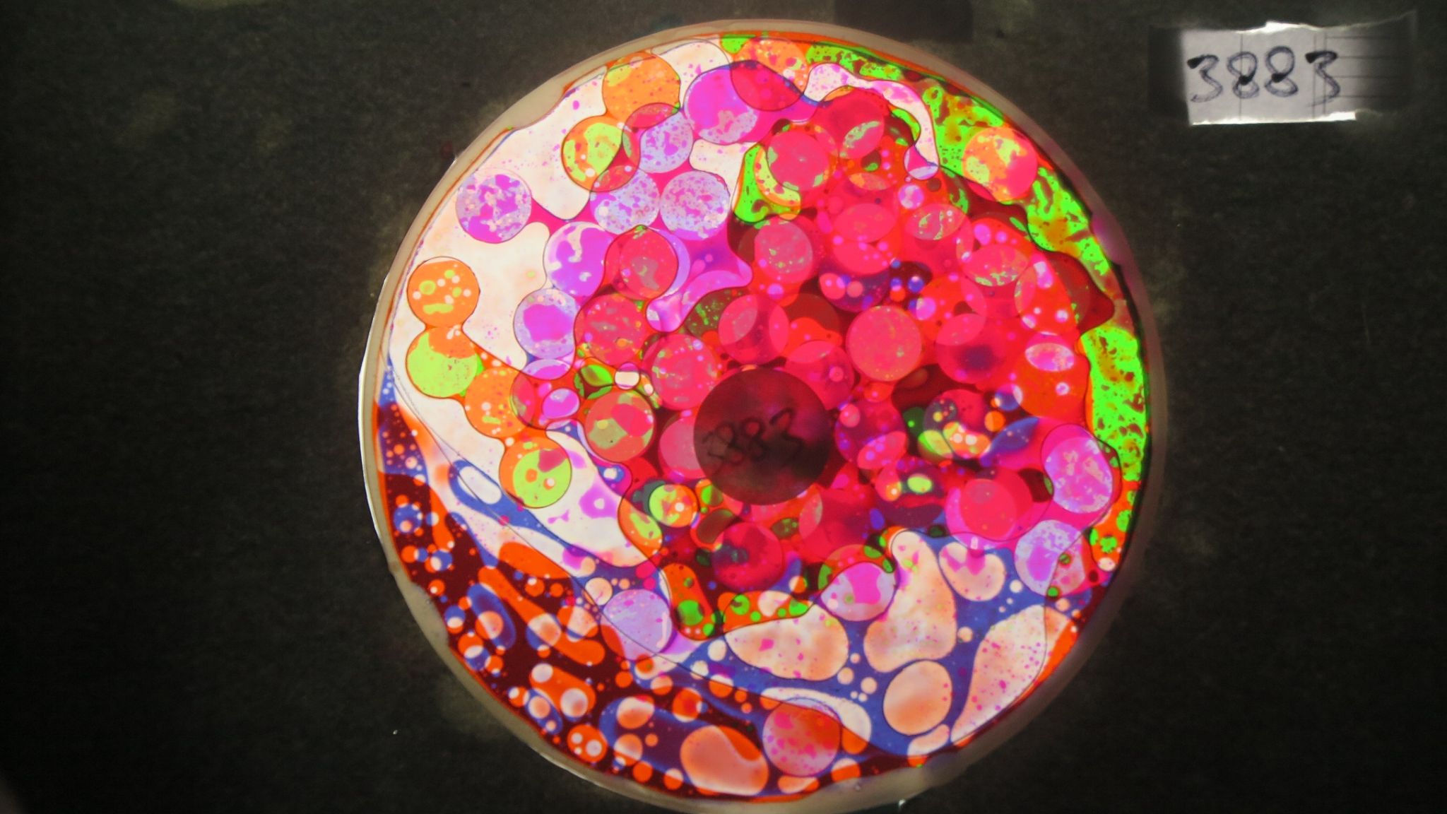 BV3883 bubble vision oil wheel